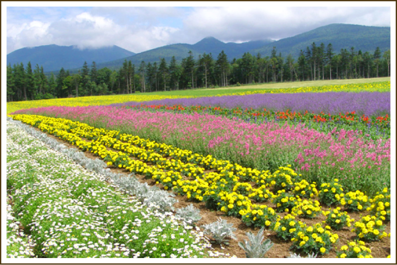 Furano Jam Garden Official Site