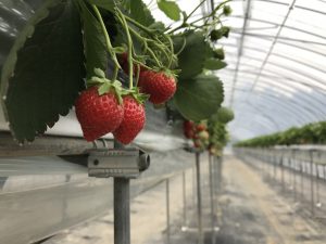 いちご狩り施設がオープンしました ふらのジャム園